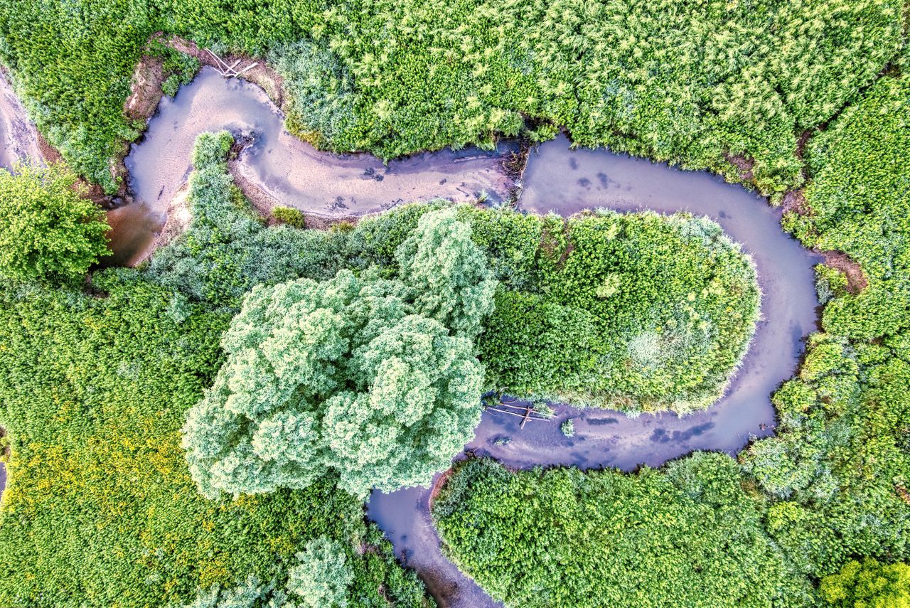 Stunning aerial shot of a winding creek surrounded by vibrant green vegetation in a Minnesota forest.
